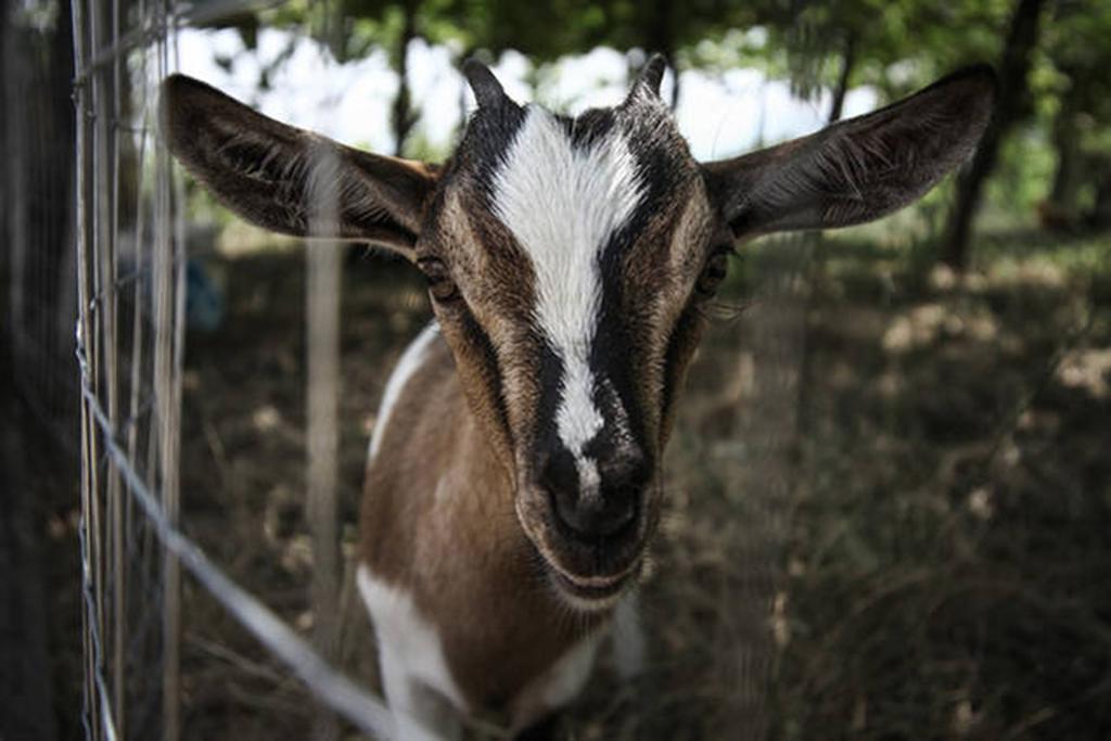 Agriturismo Miracco Atanasio Franco "Il Maniero" Santa Sofia d'Epiro Buitenkant foto