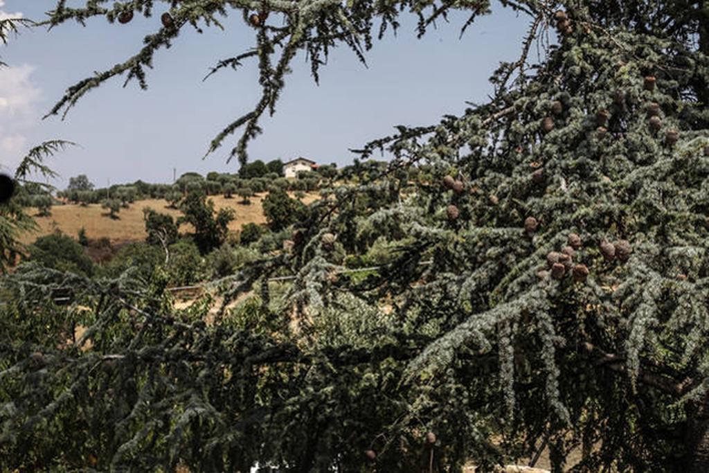 Agriturismo Miracco Atanasio Franco "Il Maniero" Santa Sofia d'Epiro Buitenkant foto