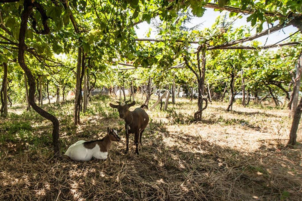 Agriturismo Miracco Atanasio Franco "Il Maniero" Santa Sofia d'Epiro Buitenkant foto