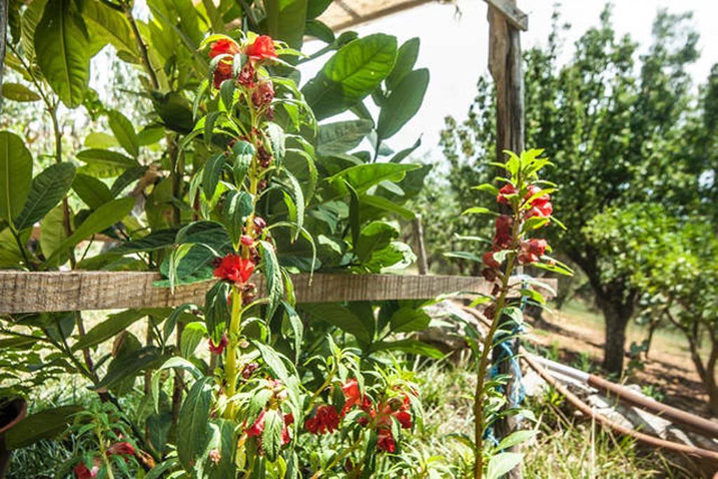 Agriturismo Miracco Atanasio Franco "Il Maniero" Santa Sofia d'Epiro Buitenkant foto