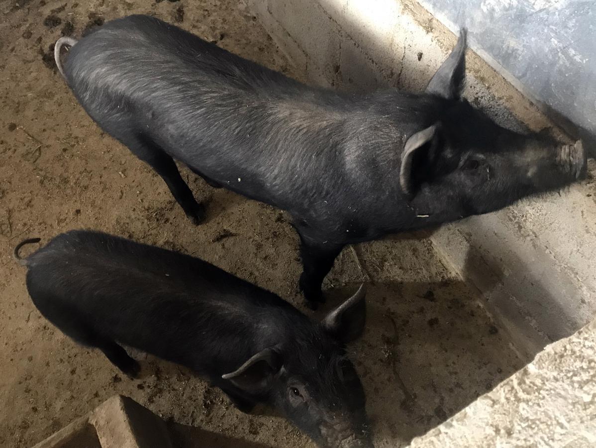 Agriturismo Miracco Atanasio Franco "Il Maniero" Santa Sofia d'Epiro Buitenkant foto