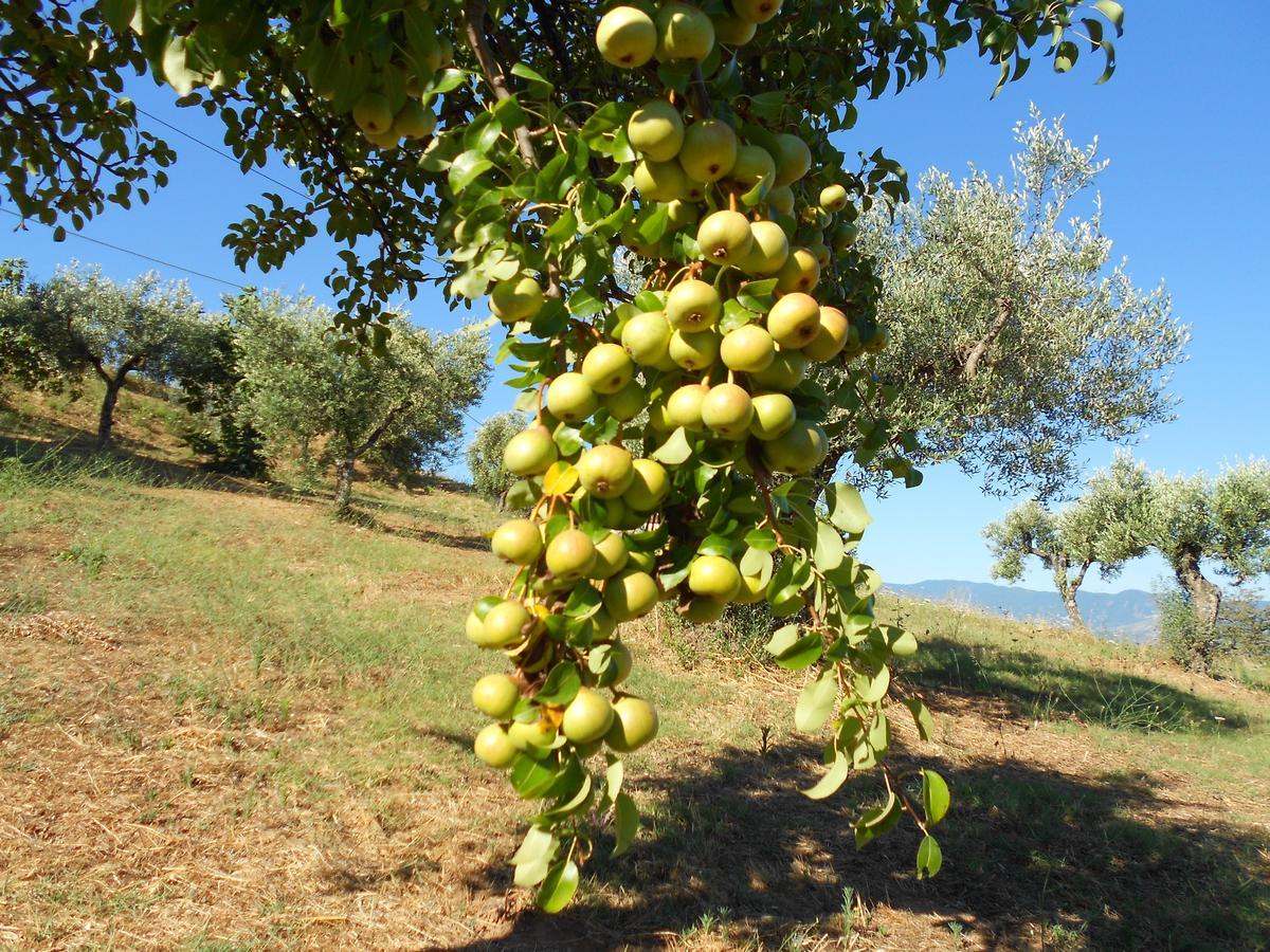Agriturismo Miracco Atanasio Franco "Il Maniero" Santa Sofia d'Epiro Buitenkant foto